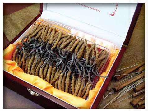 丰镇冬虫夏草回收